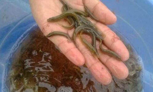 养泥鳅一亩地的泥鳅苗要多少钱?