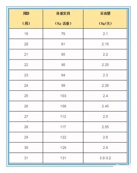 后备母猪饲喂流程,这几点你必须得清楚!