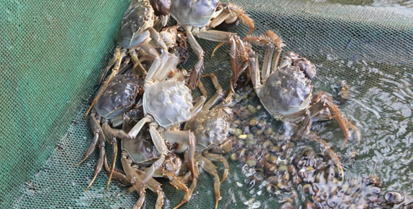 人工养大闸蟹需要的条件有哪些？