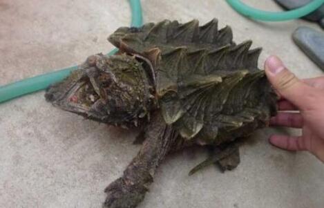 自己养殖的鳄龟会咬人吗？