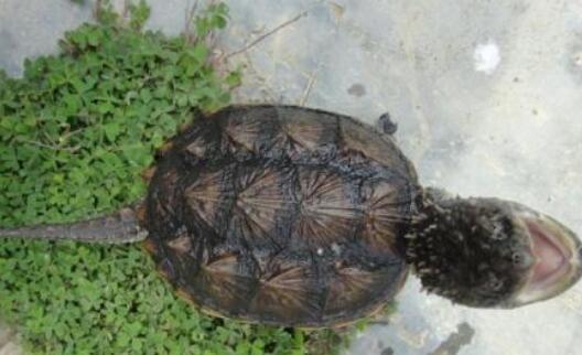 养殖的鳄龟能吃吗?