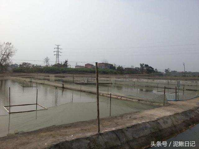 泥鳅养殖的池塘要怎么建?