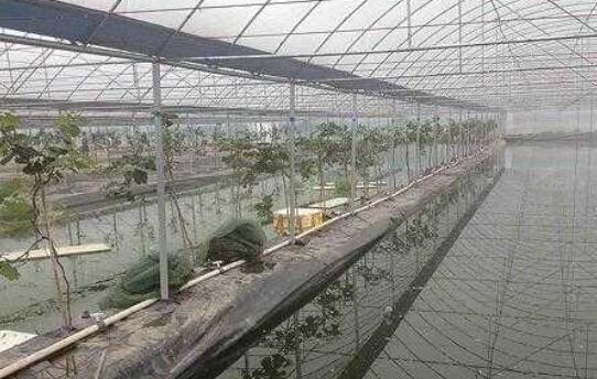 一亩泥鳅养殖成本大概多少合适？_0