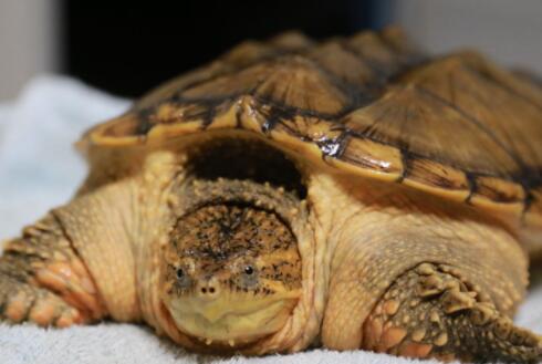 鳄龟一般都吃什么食物长大的?