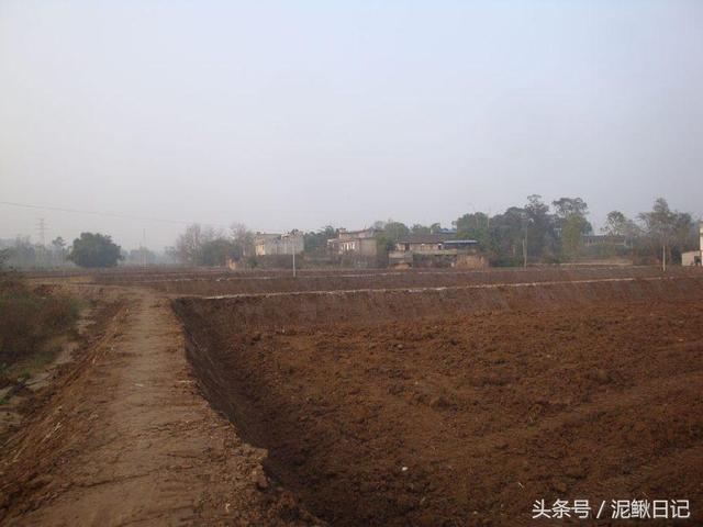 泥鳅养殖的池塘要怎么建?