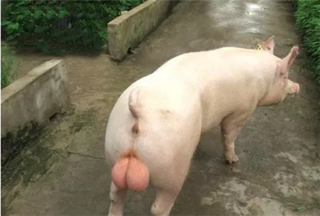 养猪场外购种猪需要注意三点?