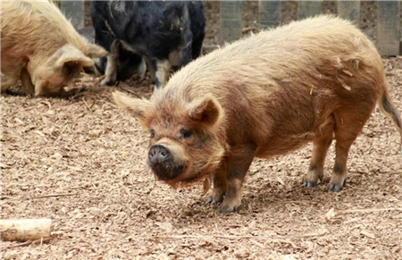 俄罗斯非瘟防控经验 持续改善贵猪场的生物安全