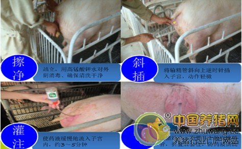 彻底清宫防止母猪屡配不孕