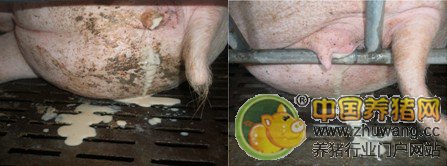 彻底清宫防止母猪屡配不孕