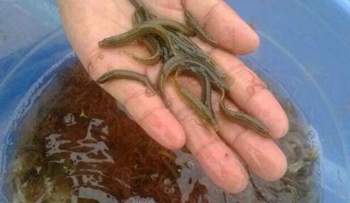 现在养泥鳅需要多少成本还有钱赚吗?