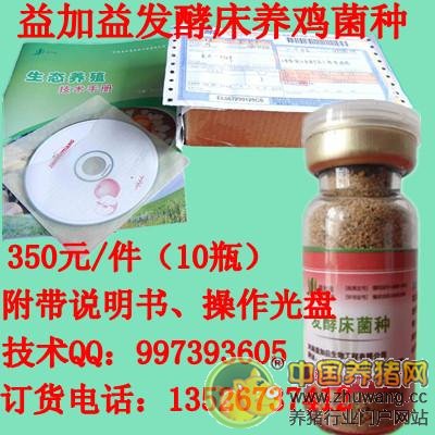 发酵床菌种养猪,猪在上面吃喝拉撒提高免疫抗病力