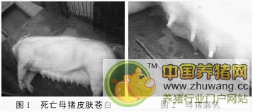 分娩母猪的病理的诊断分析与防治