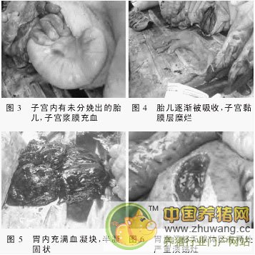 分娩母猪的病理的诊断分析与防治
