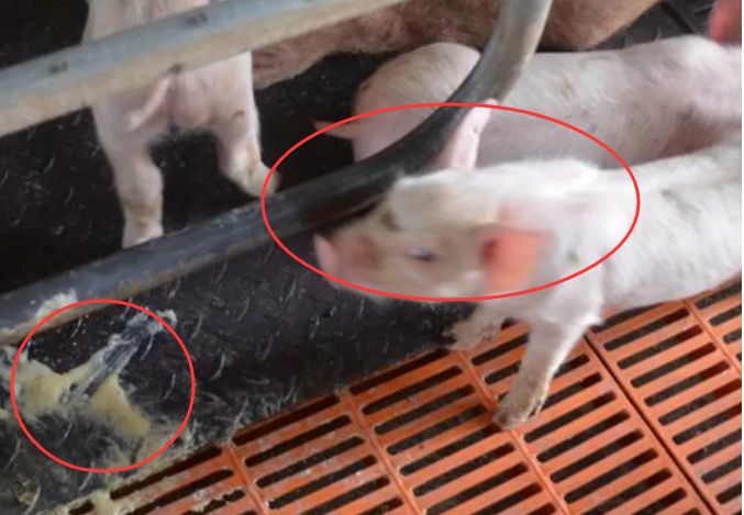 小猪拉稀、成活率低跟母猪脱不了关系!这一点你重视过吗?
