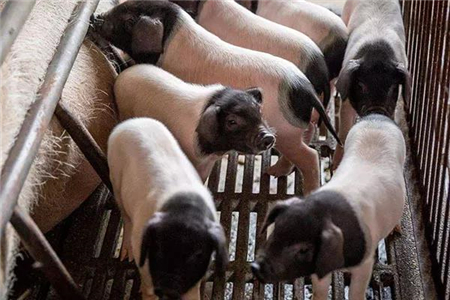 法国养猪研究院养殖场生物安全工作审核