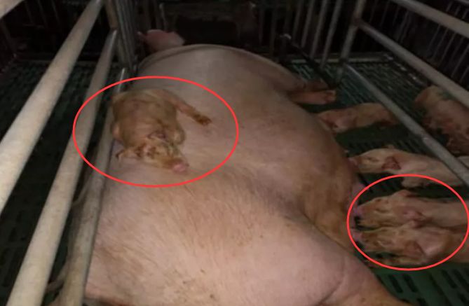 小猪拉稀、成活率低跟母猪脱不了关系!这一点你重视过吗?