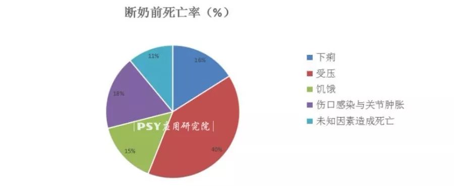 小猪拉稀、成活率低跟母猪脱不了关系!这一点你重视过吗?
