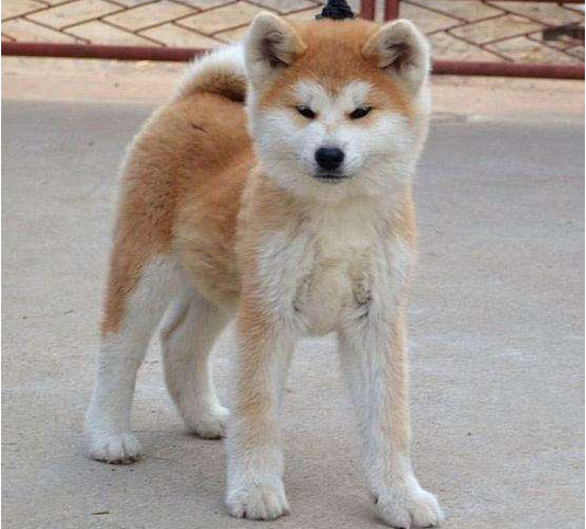 秋田是猎犬吗?喂狗粮时需要注意什么?