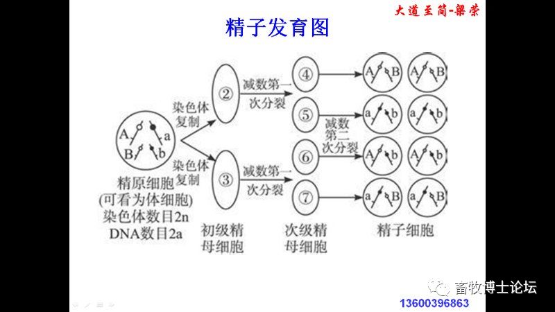 猪繁殖障碍的原因和对策分析