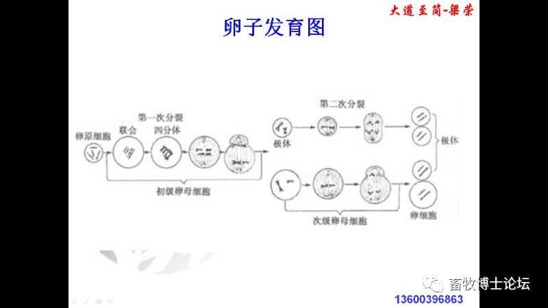 猪繁殖障碍的原因和对策分析