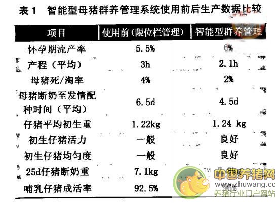 智能型母猪群养管理系统的应用