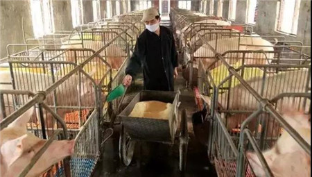 猪场管理的二八原则=效益?