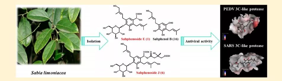 韩国：从植物中发现对猪流行性腹泻病毒有抑制作用的酚类化合物