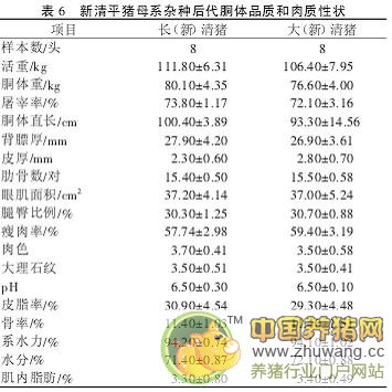 新清平猪母系选育及其杂交利用