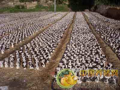 废菌料喂猪降本增效益