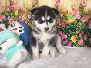 哈士奇幼犬如何喂狗