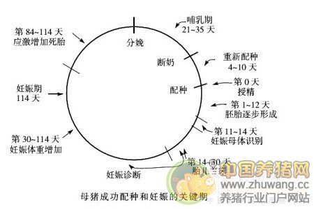 十万个为什么-生猪养殖常见技术