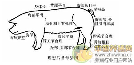 十万个为什么-生猪养殖常见技术