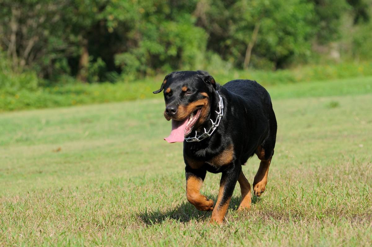 罗威纳犬
