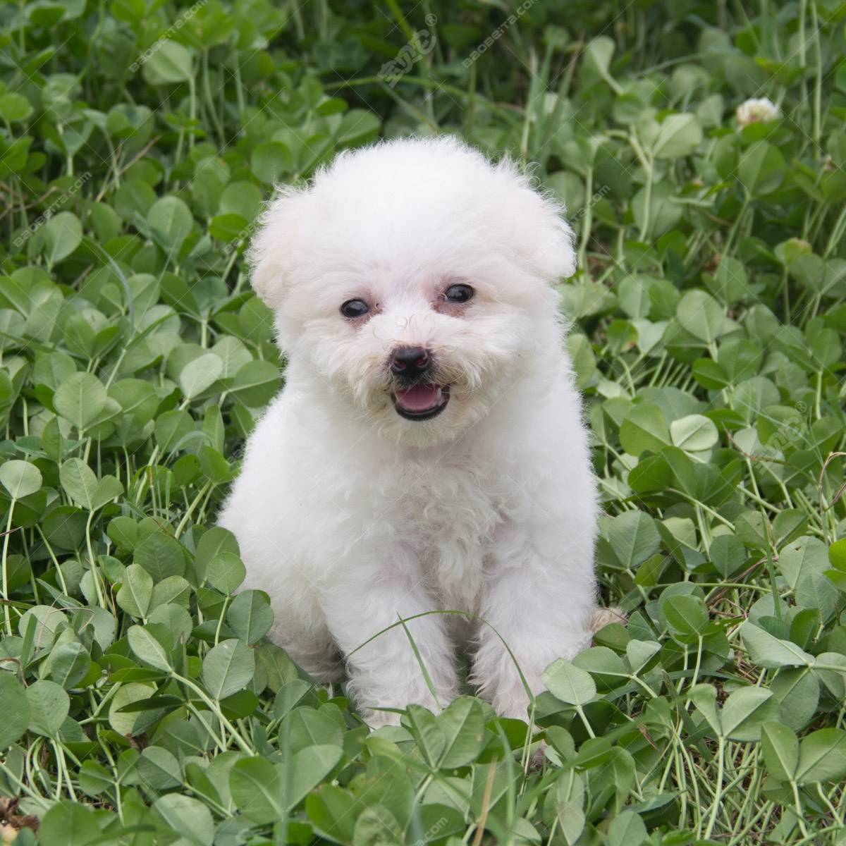 比熊犬