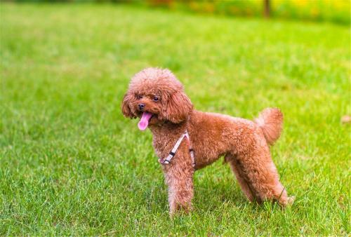 泰迪犬