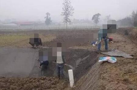 池塘养殖泥鳅一般要注意哪些问题?
