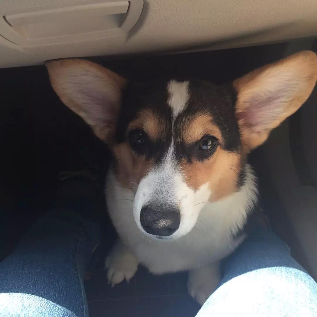 如何为宠物狗正确的换牙?