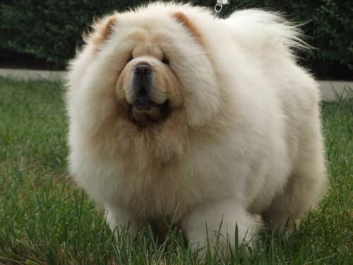 松狮犬一般什么时候开始换毛?如何护理换毛期的松狮犬?