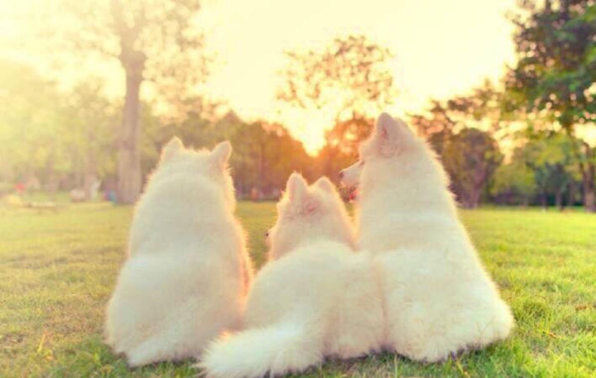 最温顺的四大宠物狗都有哪些？