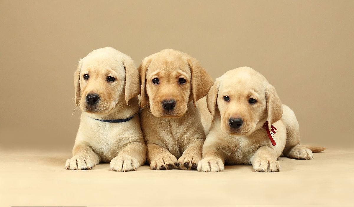 最温顺的四大宠物狗都有哪些？