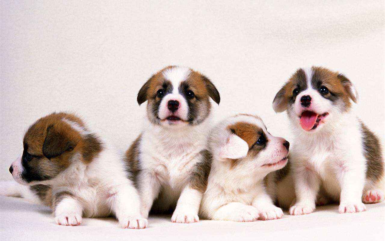 宠物狗出现这些动作你都知道是什么意思吗?