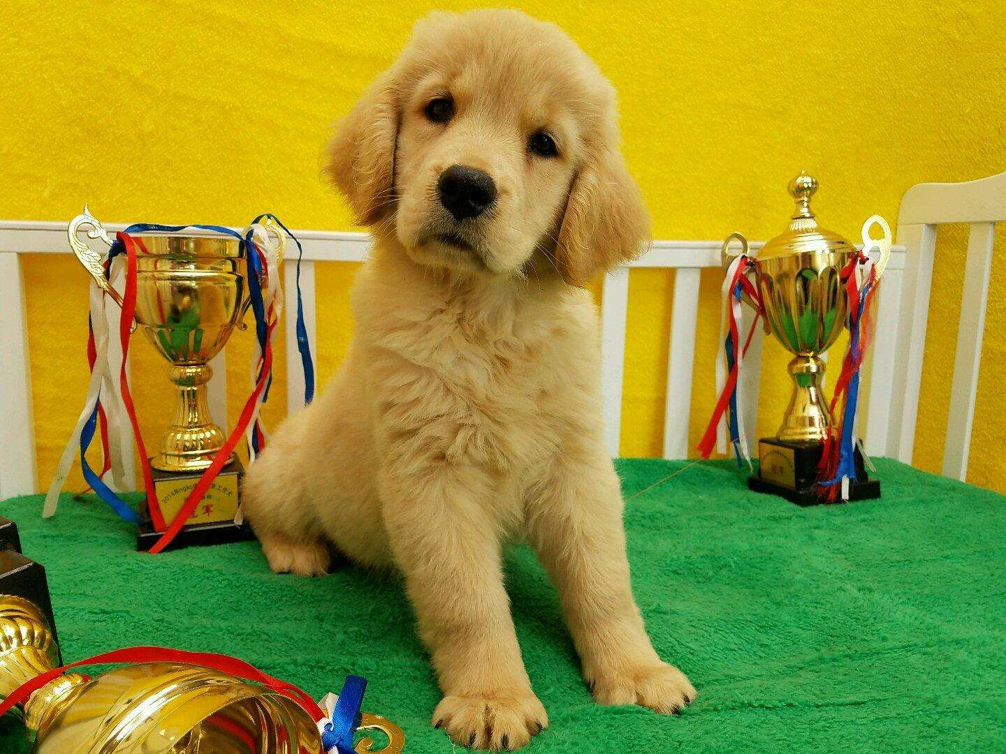 最温顺的四大宠物狗都有哪些？