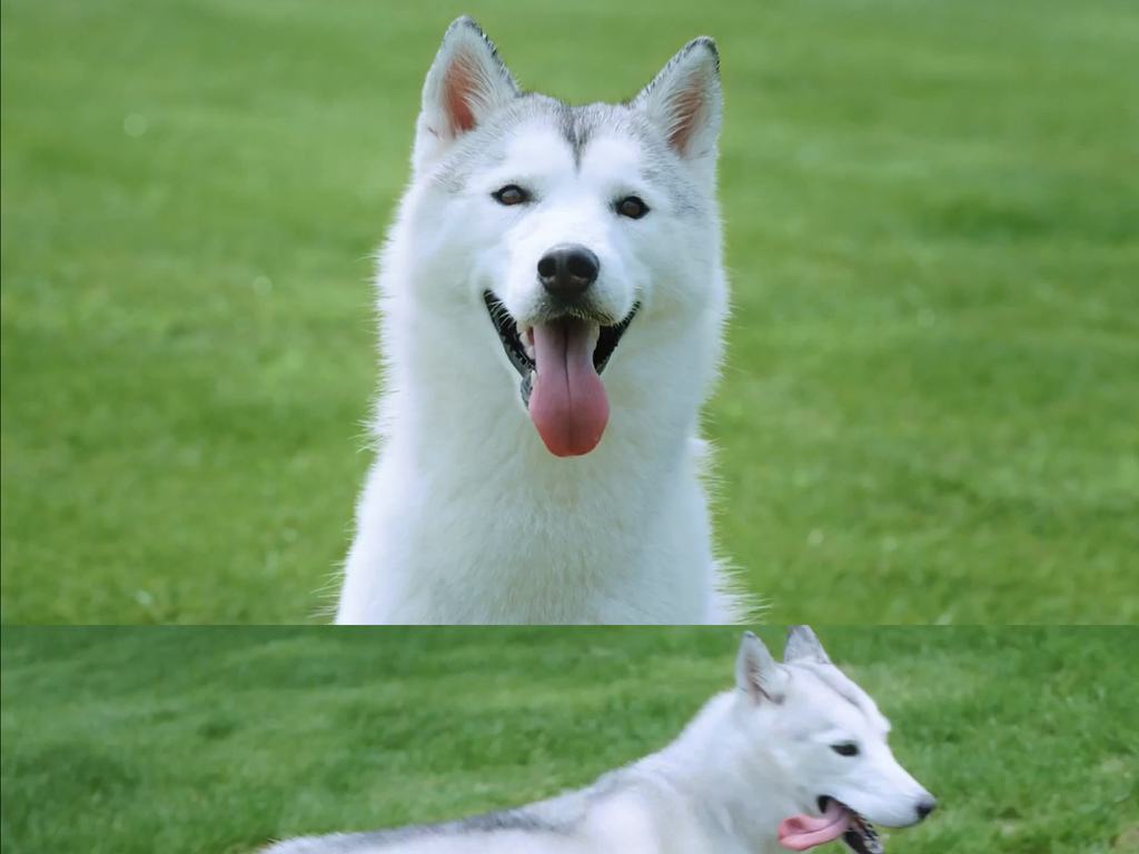 宠物狗