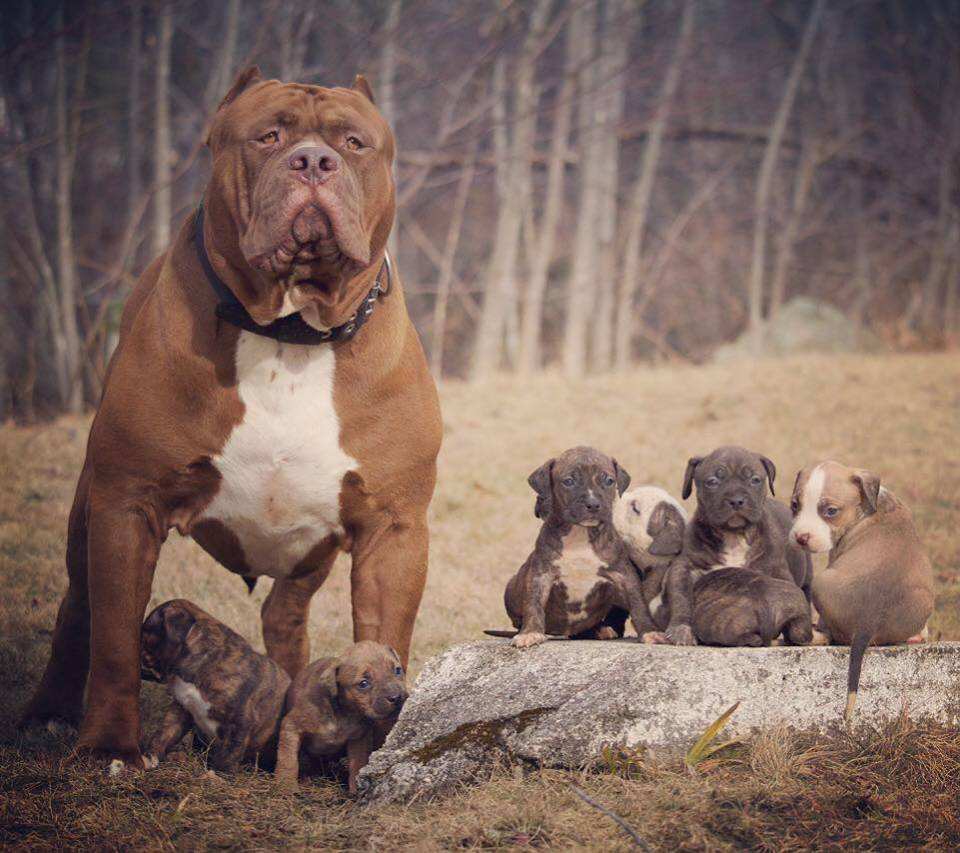 比特犬