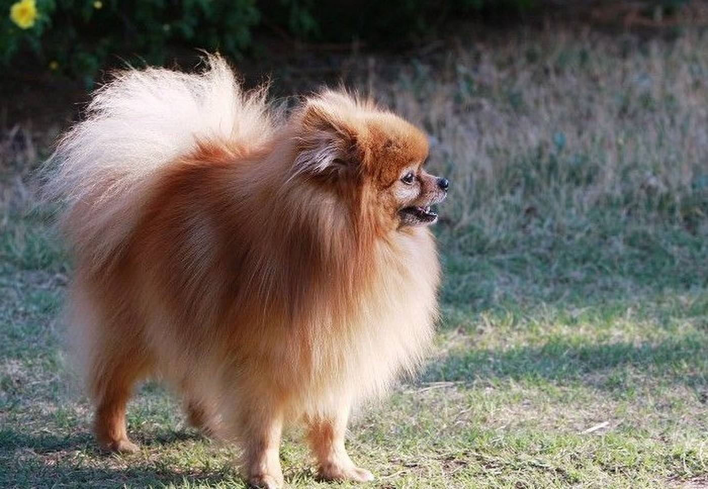 博美犬