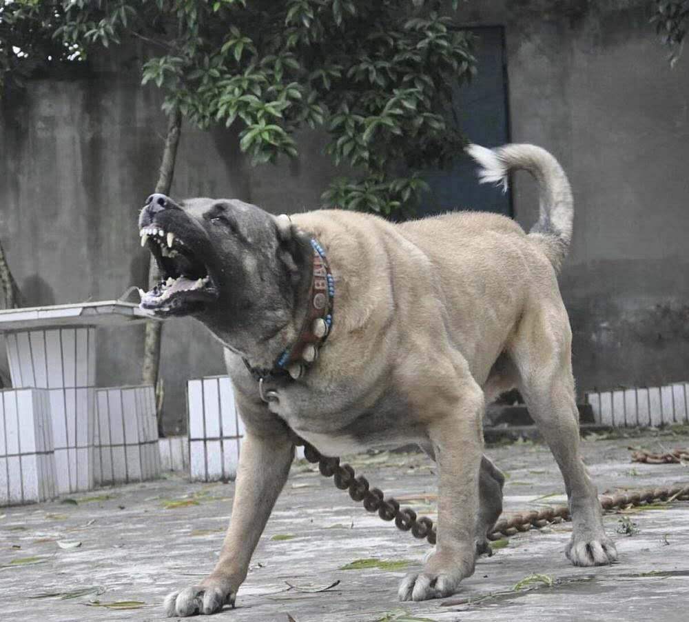 中亚牧羊犬