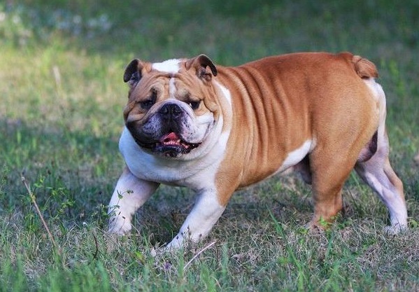 英国斗牛犬的养殖方法