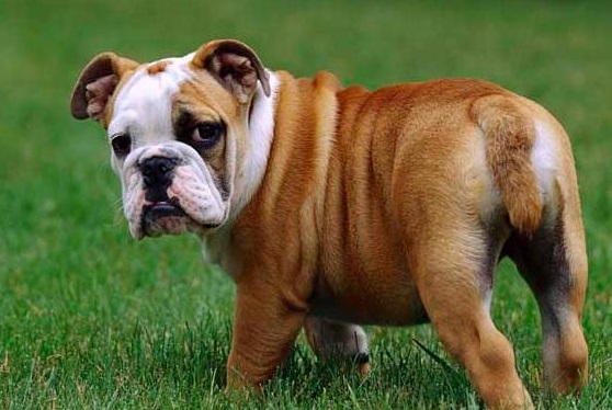 英国斗牛犬的养殖方法