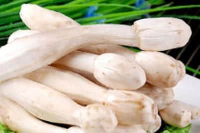 鸡腿菇也可以种在辣椒地里