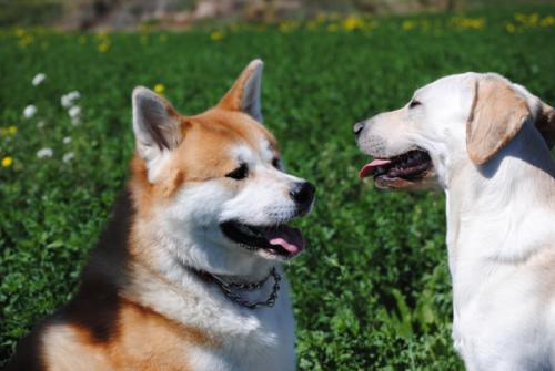 柴犬和秋田犬都有什么特点